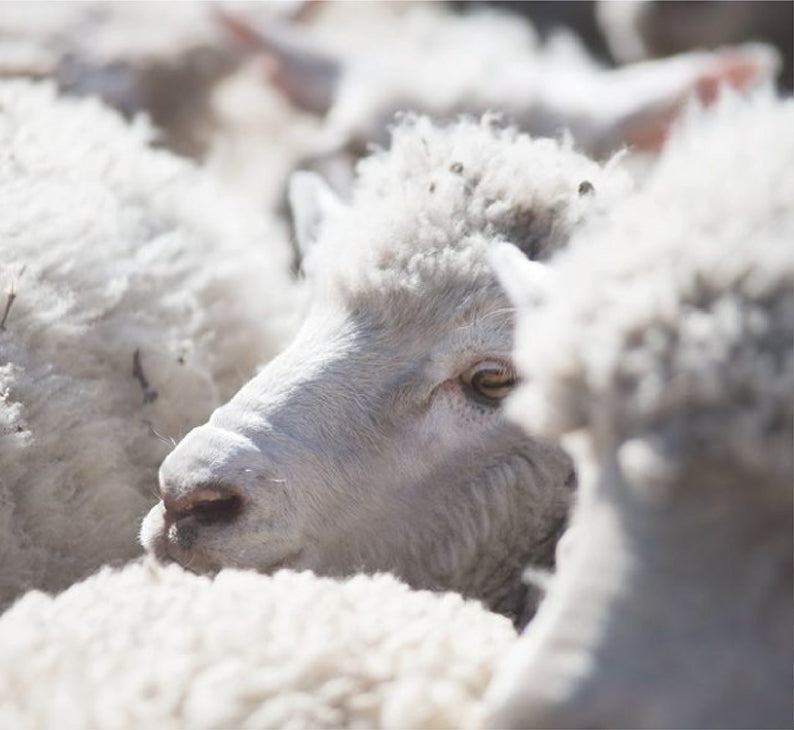 RWS certified NATIVA merino sheep. Sustainable, renewable natural fiber.