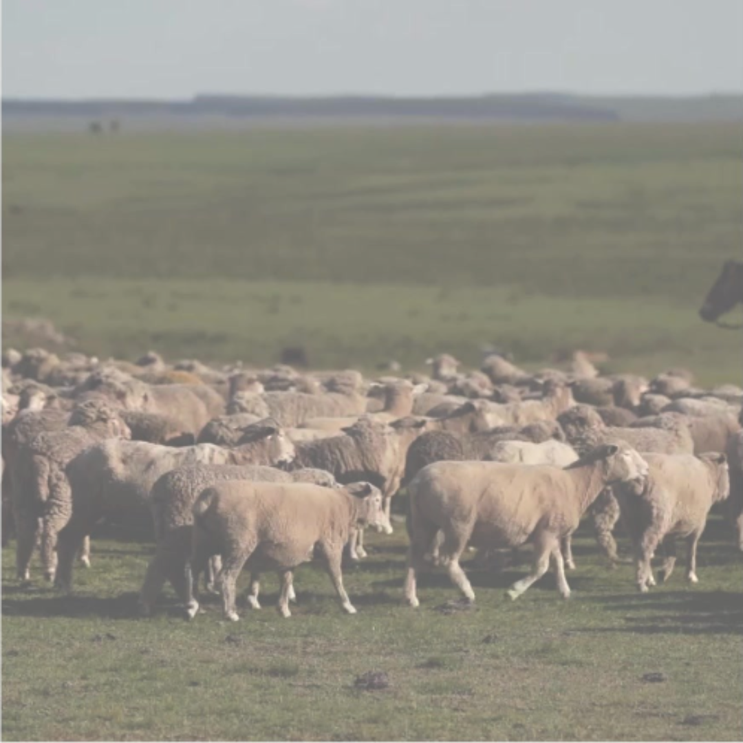 AU Baby Regenerative NATIVA sustainable merino sheep