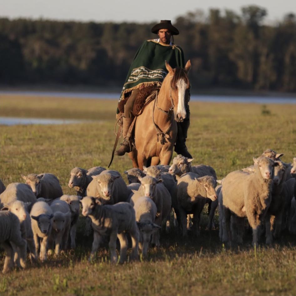 Gaucho on horseback guiding a flock of NATIVA-certified merino sheep across regenerative grasslands in Patagonia.
