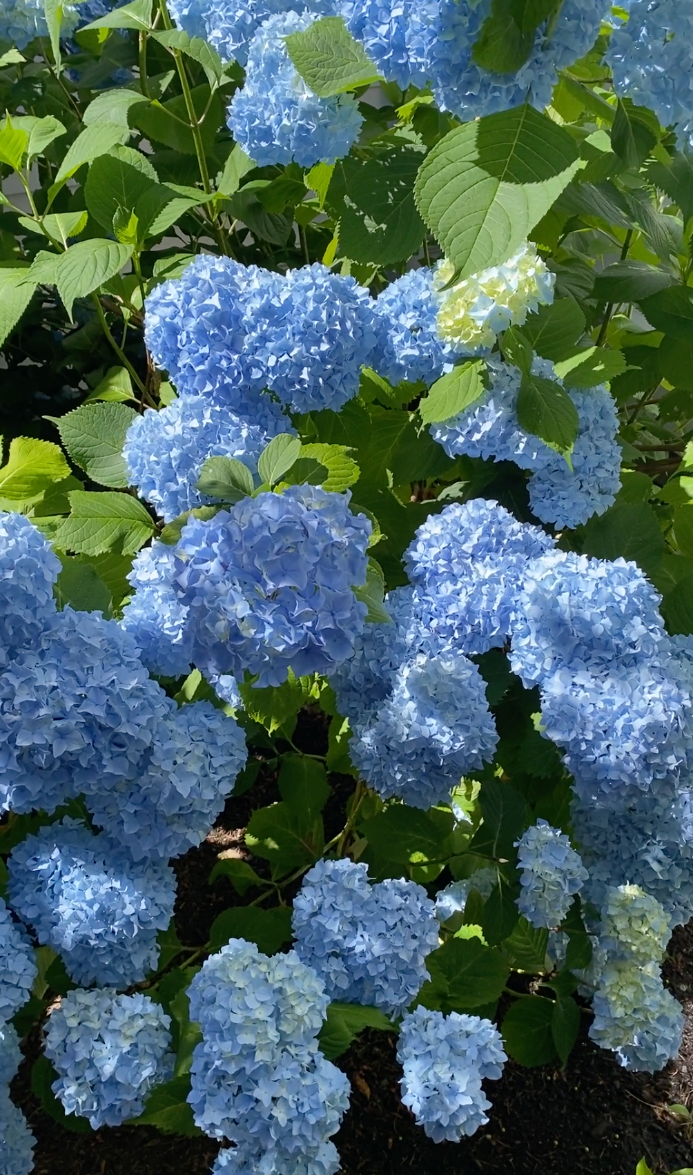 A bush of beautiful blue hydrangea flowers.