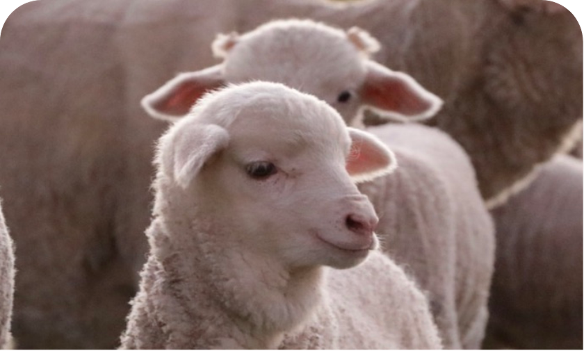 NATIVA certified merino sheep — ethically sourced wool used in AU Baby blankets